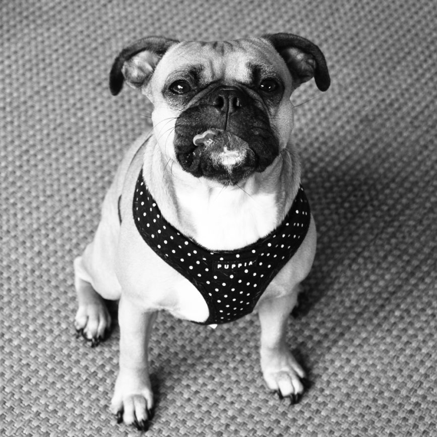 priscilla creative chief design agency portland oregon
